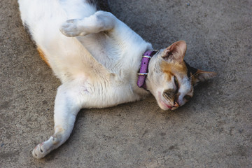 Naklejka na ściany i meble A cat lying on the ground