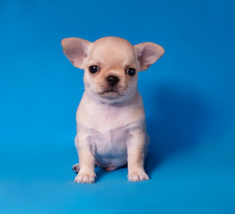 chihuahua  on blue background