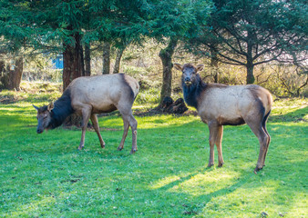 Obraz na płótnie Canvas Elk On Lawn 3