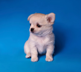Obraz premium chihuahua puppy on blue background