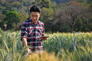 Naklejka na ściany i meble Young men use laptops Research of barley varieties in experimental plots, agricultural and technology concepts.