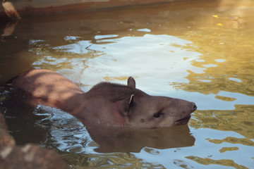 South American tapir in water. Rome, Italy