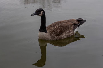 Canadian goose in the lake