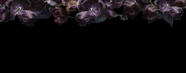Floral banner, header with copy space. Black tulips isolated on dark grey background. Natural flowers wallpaper or greeting card. © RinaM