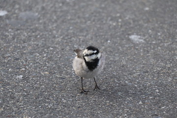 ハクセキレイ　鳥　野鳥　白鶺鴒