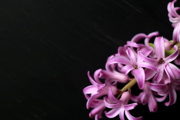 Hyacinths on a black background. Place for text. Postcard