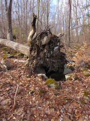 View of an uprooted fallen tree in the forest in autumn 