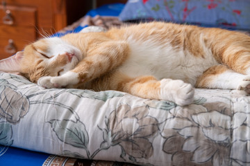 A yellow cat is sleeping on on a blanket on a bed