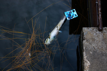 WATER POLLUTION AND DEAD FISH