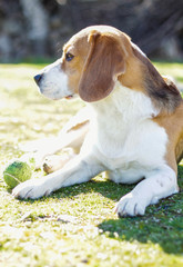 Young tricolor beagle, lying on the grass and watching intently next to his ball after playing