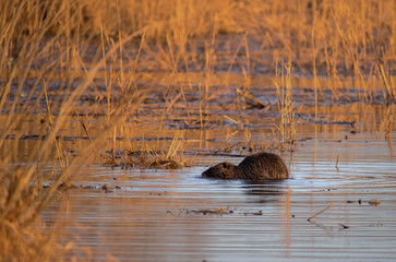Rodent in water with yellow grass