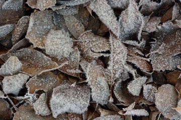 The first autumn frosts, frosty morning.