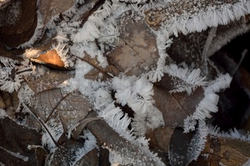 The first autumn frosts, frosty morning.