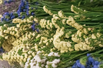 Beautiful painted gypsophila. Spring, summer, flowers, color concept, women's day