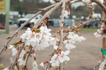 Cherry Blossoms