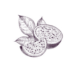 Hand drawn passion fruit. Set sketches with cut passion fruit and leaf. Vector illustration isolated on white background.