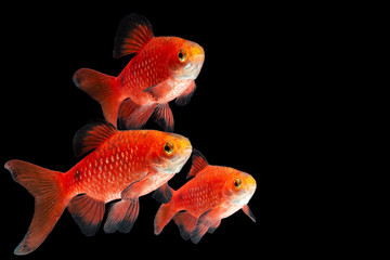 Fototapeta premium Rosy Barb Pethia conchonius fish isolated on black background