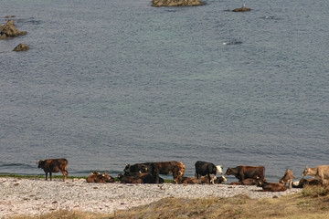 A herd of cows on the seashore. They rest on the beach..
