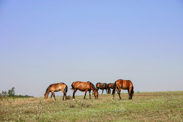 Five horses graze on a mountain meadow..