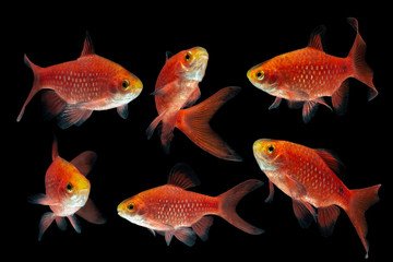 Rosy Barb Pethia conchonius fish isolated on black background