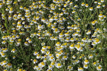 A meadow with flowering chamomile. Chamomile medical, Matricaria chamomilla