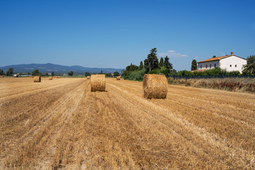 Field with hay in tuscany with mountains
