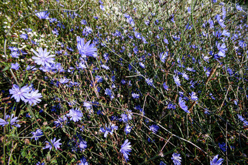 Meadow with flowering broom. Chicory, Cichorium intybus, blue bile. - 329844146