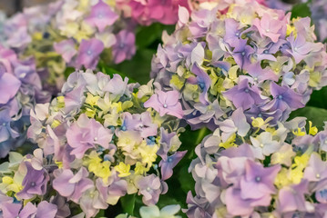 Selective focus on beautiful bush of blooming blue, purple Hydrangea or Hortensia flowers Hydrangea macrophylla