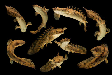 Polypterus endlicheri-Bichir fish, a species of freshwater fish in the bichir family (Polypteridae) of order Polypteriformes