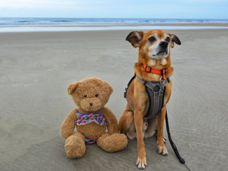 Dog and teddy bear sitting on the beach
