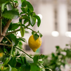 Large lemon hanging on a branch of a lemon tree.