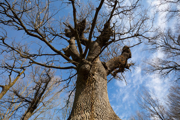 Roble monumental (Roure Gros) en Santa Eulàlia de Riuprimer, Osona, Catalunya.