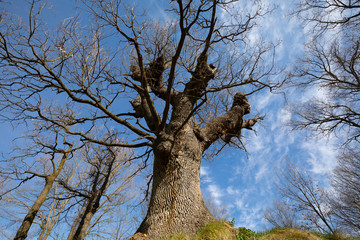 Roble monumental (Roure Gros) en Santa Eulàlia de Riuprimer, Osona, Catalunya.