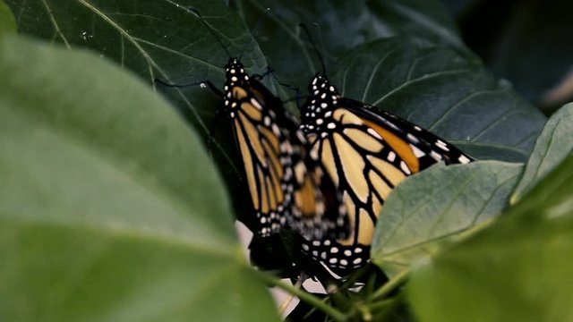 Two butterflies sit on the leaves