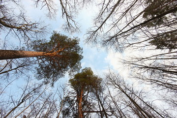 view from the bottom of the tree crowns in the spring forest