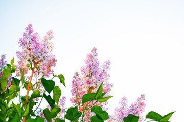 Bright and colorful flowers lilac