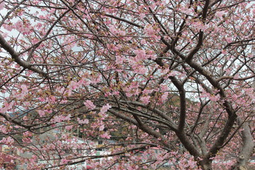 Obraz premium 河津桜