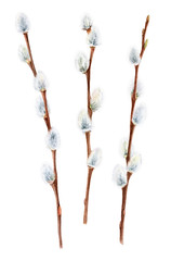 Watercolor pussy willow branches, Easter symbol, hand drawn twigs of spring trees © Irina Violet