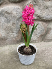 Hyacinth flower in a pot. The first spring flowers. Indoor plant.