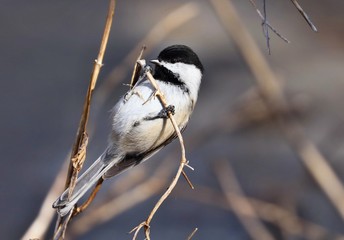 Black capped chickadee is a small, nonmigratory, North American songbird.