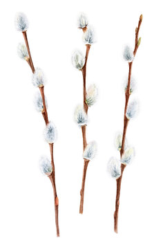 Watercolor pussy willow branches, Easter symbol, hand drawn twigs of spring trees