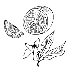 Hand drawn vector illustration - Collections of Lemons. Blossom plant with leaves