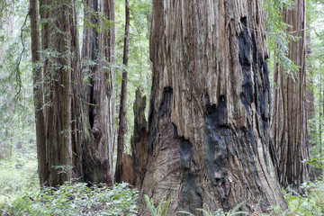 Coastal Redwoods