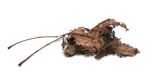 Dry winter, rotten foliage isolated on white background and texture