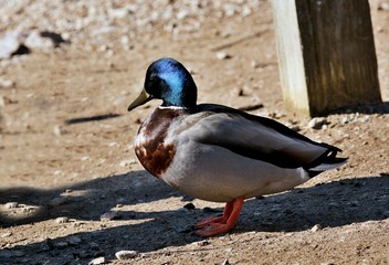 Mallard duck in winter. Natural scene from Wisconsin conservation area.