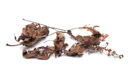 Dry winter, rotten foliage isolated on white background and texture