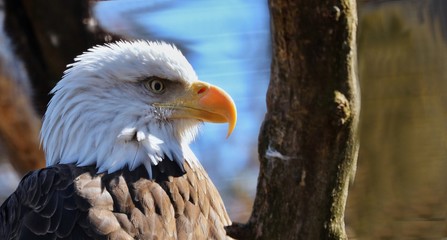 The bald eagle was chosen June 20, 1782 as the emblem of the United States of America, because of its long life, great strength and majestic looks, and also because it to exist only on this continent.
