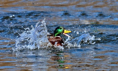 Mallard duck in winter. Natural scene from Wisconsin conservation area.