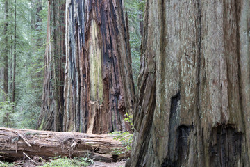 California Redwoods