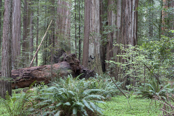 California Redwoods
